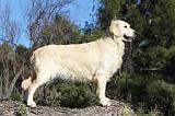 GOLDEN RETRIEVER 558